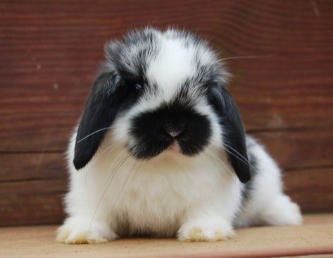 White Holland Lop, Mini Lop Bunnies, Lop Bunnies, Holland Lop Bunnies, Pet Bunny Rabbits, Cute Bunny Pictures, Black Bunny, Holland Lop