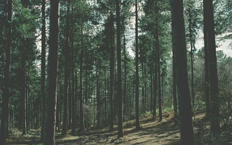 Aesthetic Forest Desktop Wallpapers - Top Free Aesthetic Forest Desktop Backgrounds - WallpaperAccess Wallpaper Laptop Forest, Forest Wallpaper Iphone, Delta Waves, 1366x768 Wallpaper, Spa Music, Sleeping Music, 1366x768 Wallpaper Hd, Music Study, Calm Music