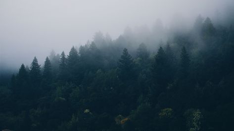 Download wallpaper 3840x2160 forest, trees, fog 4k uhd 16:9 hd background Wallpapers For Laptop Hd 4k, Forest Wallpaper Pc, Wallpaper Forest, Lost In Life, Foggy Forest, High Resolution Wallpapers, Forest Trees, Hd Background, Macbook Wallpaper