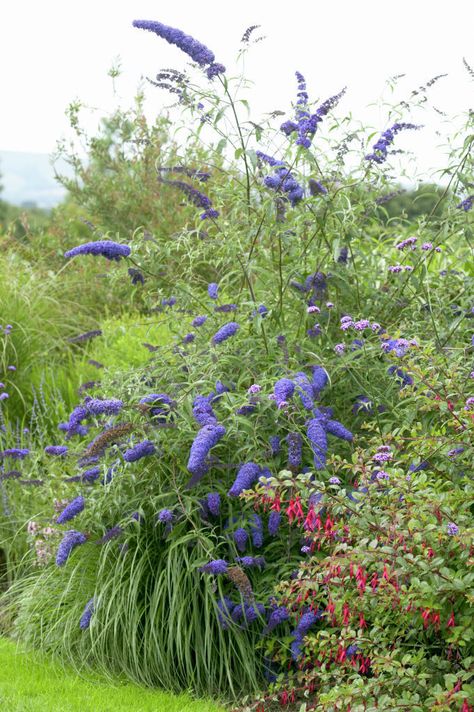 Small Trees For Garden, Buddleja Davidii, Plant Friends, Purple Clematis, Garden Obelisk, Prairie Garden, Redbud Tree, Garden Border, Garden Inspo