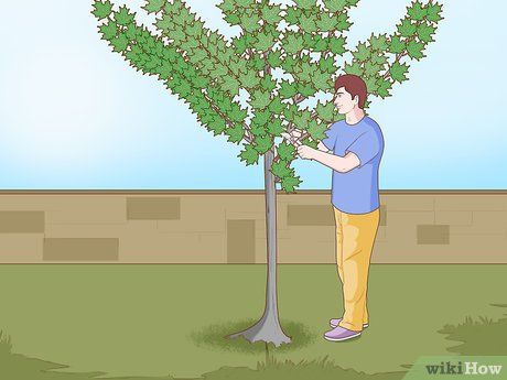 3 Ways to Trim Maple Trees - wikiHow How To Trim Trees, Trimming Japanese Maple Trees, How To Propagate Japanese Maple Tree, How To Tap Maple Trees, How To Get Maple Syrup From A Tree, Red Maple Tree, Poplar Tree, Tree Growth, Waterwise Garden