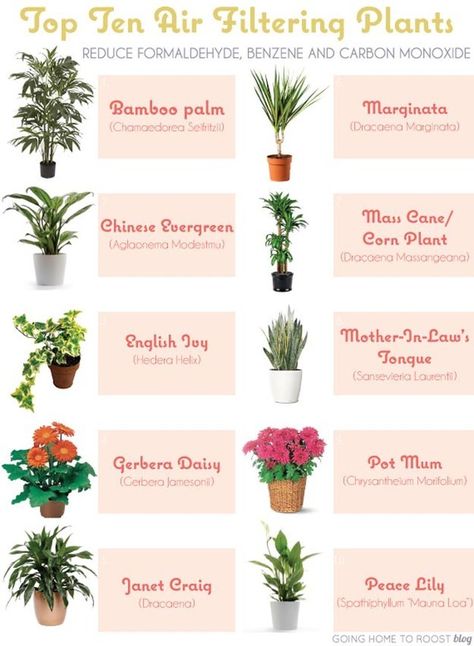 Get Yourself an Air Purifying Plant Air Filtering Plants, Kebun Herbal, Potted Mums, Tanaman Indoor, نباتات منزلية, Corn Plant, Bathroom Plants, Air Purifying Plants, Air Purifying