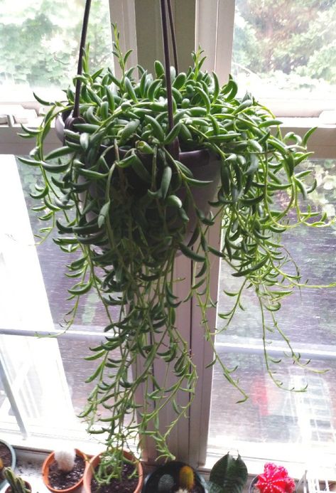 String Of Bananas Plant, Banana Plants, String Of Pearls, Hanging Plants, Bananas, My Home, Shelves, Plants, Nature