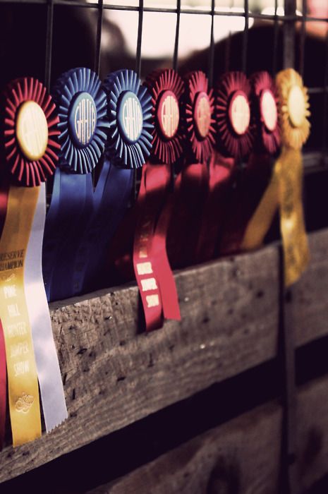 Great shot of horse show ribbons on a show stall. Horse Show Ribbons, Ribbon Display, Show Cattle, Showing Livestock, Do It Better, All About Horses, Horse Show, Horse Crazy, Equestrian Life