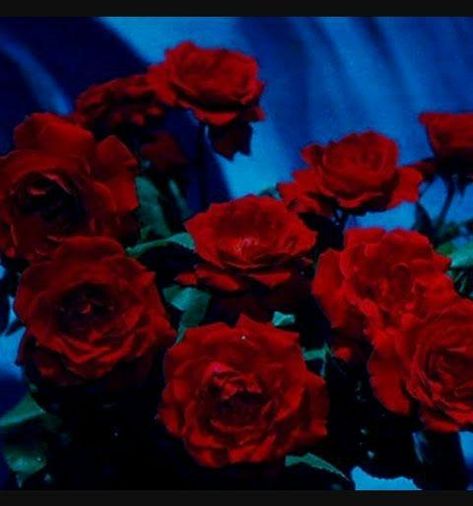 red roses tumblr aesthetic Rose Red Aesthetic, 4th Of July Music, Red Aesthetic Wallpaper, Aesthetic Rose, Aesthetic Roses, Rosé Aesthetic, Tumblr Aesthetic, Blues Music, Music Aesthetic