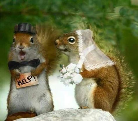 D Squirrel Wedding, Emoji Expressions, Animal Emoji, Secret Squirrel, Small Mammals, Squirrel Pictures, Nut House, Squirrel Funny, Prairie Dog