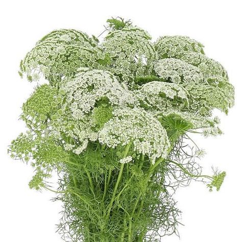 AMMI VISNAGA CASABLANCA 70cm | Wholesale Dutch Flowers & Florist Supplies UK Ammi Visnaga, Ammi Majus, Dutch Flowers, Corporate Flowers, Flower Guide, Flower Bucket, Florist Supplies, Florist Shop, Flowers Delivered