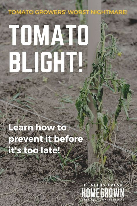 Tomato Diseases, Tomatoes Plants Problems, Tomato Blight, Tomato Disease, Tomato Growers, Clean Garden Tools, Veggie Gardens, Tomato Farming, Backyard Layout