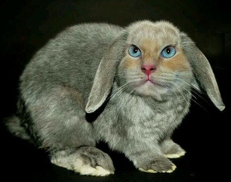 Cabbit Cat Hybrid, Animals Rabbit, Bunny Cat, Hybrid Cat, Cat Rabbit, All About Cats, Cat Pin, Animals, Quick Saves