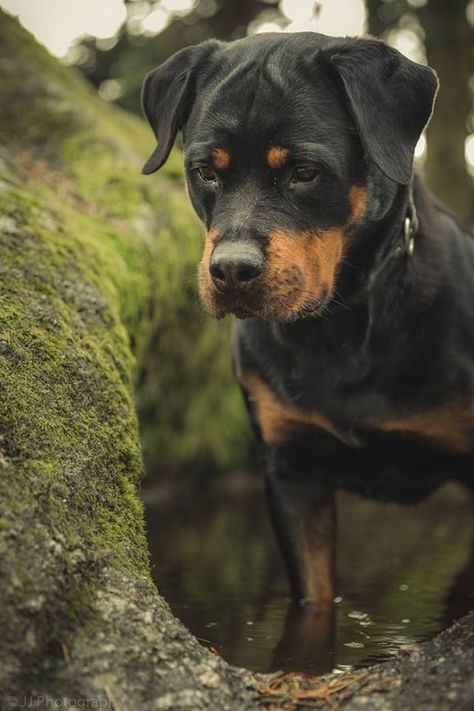 Rottweiler Photography, Rottweiler Love, Rottweiler Lovers, Australian Shepherds, Rottweiler Puppies, Rottweiler Dog, Funny Dog Pictures, West Highland Terrier, Popular Dog