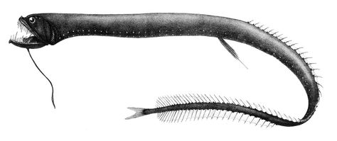 Art illustration - Oceans & Seas - Black Dragonfish: (Idiacanthus atlanticus) are long, slender fish which live in mesopelagic to bathypelagic waters at depths of about 2,000 m. The female is up to 40cm long, with small eyes, chin barbel, and long fang-like teeth, which are used for catching its primary food item - other fish. By contrast, the male is just 5cm, has no teeth, no chin barbel, a non-functional gut, and is dark brown rather than black. Black Dragonfish, Frilled Shark, Dumbo Octopus, Dragon Fish, Canine Tooth, Deep Sea Creatures, Angler Fish, Deep Sea Fishing, Ocean Conservation