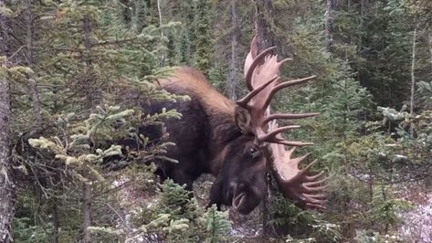 Stunning Bull Moose Footage Will Get Anyone's Blood Pumping - Article | Hunting | GoodLife | PCH.com Deer Hunting Videos, Hunting Videos, Moose Hunting, Moose Deer, Bull Moose, Wide Open Spaces, Deer Family, Take The Cake, Winter Beauty