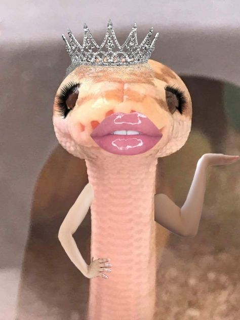 Silly Chickens, Adorable Snakes, Silly Animal Pictures, Smiješne Slike, Jason Horror, Foto Kelakar, Funny Pfp, Pretty Snakes, Funny Rats