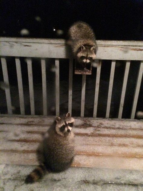 I have a family of raccoons that live in my back yard... We've become friends since November of 2013.... I do not touch them .. Just admire them, feed them from time to time , love them and enjoy their company. #raccoon #raccoons #animal #animals #furbaby #bandit #friend #mainecoon Raccoon Love, Matching Raccoon Pfps, Racoons In Love, Raccoon Couple, Raccoons In Love, Raccoon And Dog, Raccoon With Black Cat, Chaotic Raccoon Pictures, Raccoon Holding Something