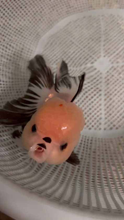 Puffy Goldfish, Chubby Goldfish, Fat Goldfish, Dream Pet, Aquatic Life, Cute Fish, Insta Videos, Animal Farm, Baby Dogs