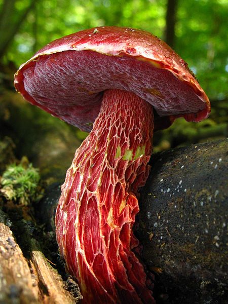 Boletus frostii - I've probably already pinned this pic a couple of times but I'm not risking not having it in my collection. Just look at this magnificent thing. Mushroom Seeds, Mushroom Pictures, Lichen Moss, Slime Mould, Plant Fungus, Red Mushroom, Mushroom Fungi, For Home, Wild Mushrooms