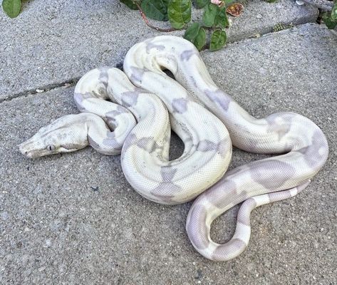 VPI T+ Snowglow Jungle Boa Constrictor by LowKeyBoas #morphmarket #reptile #reptilekeeper #snakes #lizards #invertebrates #amphibians #boa #boaconstrictor Titan Boa Snake, Albino Boa Constrictor, Boa Constrictor Morphs, Boa Constrictor Enclosure, Boa Enclosure, Red Tail Boa, Dream Snake, Snake Enclosure, Snake Photos