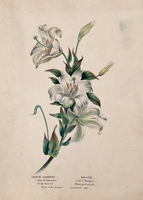 Lilium Candidum, Madonna Lily, Word Tattoo Ideas, Lilies Drawing, Line Tattoo Ideas, Lily Wallpaper, Word Tattoo, Wellcome Collection, Lily Painting