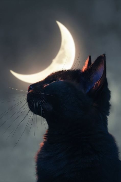 Cute Black Cat Wallpaper, Witch Iphone Wallpaper, Black Cat Background, Witch Background, Cats Wallpaper Iphone, Black Cat Witch, Black Cat Aesthetic, Cat Dark, Moon Cat