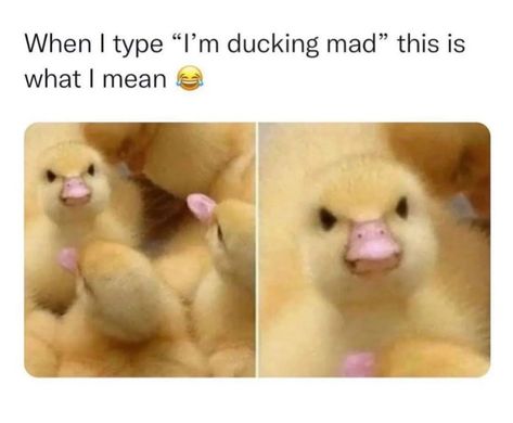 Ducks, Memes, Funny, Animals, Instagram