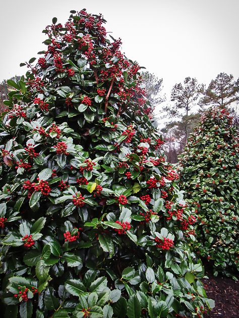 Holly Bushes In Landscaping, White Craftsman, Shrubs For Landscaping, Holly Bush, Evergreen Bush, Orchid House, Holly Tree, Specimen Trees, Big Leaves