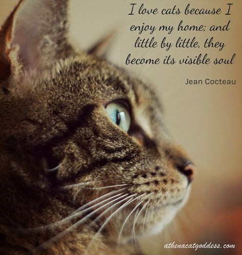 Athena Cat Goddess Wise Kitty: A Cat Quote for Wordless Whiskers Wednesday Cat Love Quotes, Cat Goddess, Cat Quote, International Cat Day, Cat Info, I Love Cats, Pet Blog, Kitten Pictures, Kittens And Puppies