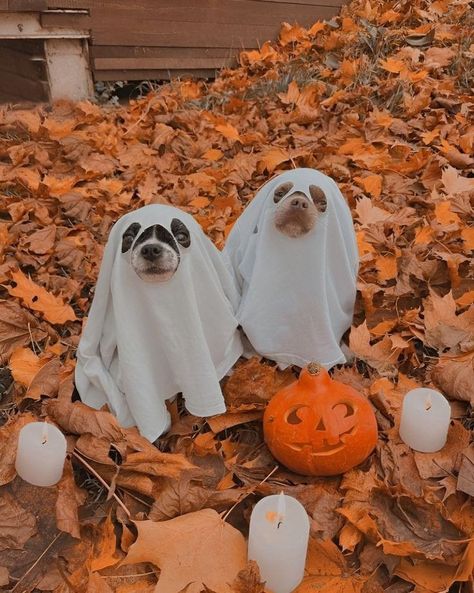 Cozy Fall Halloween Aesthetic, Fall Aesthetic Animals, Autumn Aesthetic Animals, Autumn Dog Aesthetic, Cold Fall Aesthetic, Halloween Cozy Aesthetic, Fall Day Aesthetic, Halloween Vibes Aesthetic, Animals In Autumn