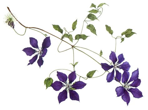 Clematis vine Clematis Drawing, Vegetable Drawings, Clematis Care, Clematis Trellis, Clematis Varieties, Climbing Clematis, Drawing Plants, Botanical Artists, White Clematis