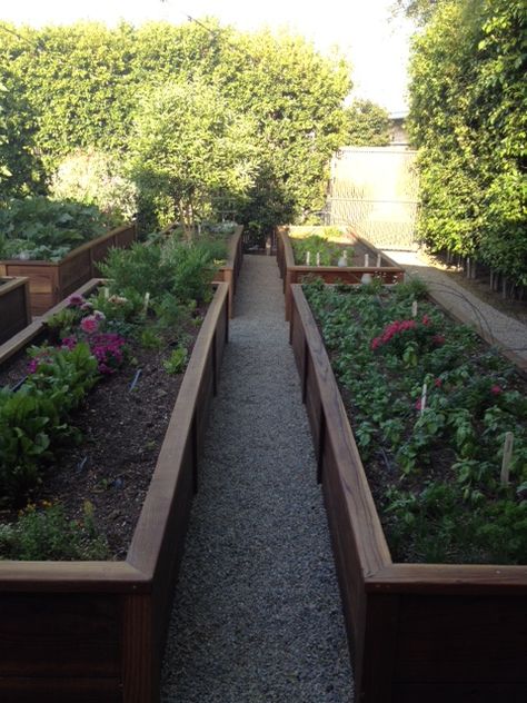 Raised beds with pea gravel walks Mini Farms, Raised Bed Plans, Green Classroom, Side Ideas, School Gardens, Rain Barrels, Gardening Projects, Drought Tolerant Landscape, Pea Gravel