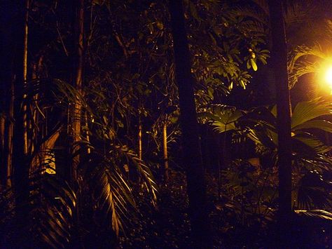 the jungle at night by 8zil, via Flickr Jungle Night Aesthetic, Creepy Jungle, Jungle At Night, Rainforest Dark Aesthetic, Night Jungle, Dark Jungle, Bug Hunt, Jungle Photography, Dino Crisis