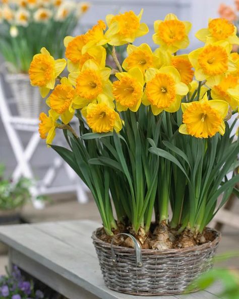 Planting Daffodil Bulbs, Van Zyverden, Narcissus Bulbs, Partial Shade Plants, Perennial Bulbs, Yellow Petals, Fall Bulbs, Amaryllis Bulbs, Daffodil Bulbs