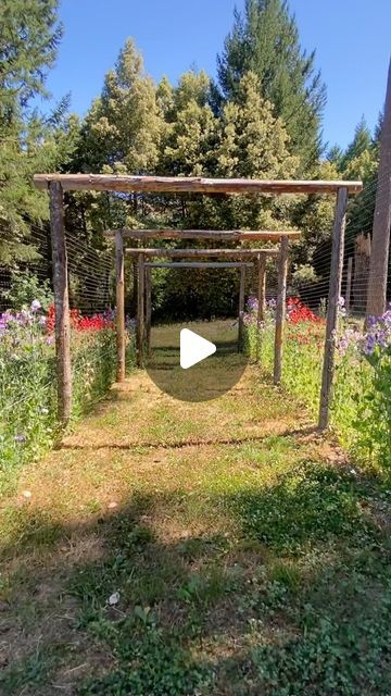 Sweet Pea Tunnel, Sweet Pea Arch, Sweetpeas Trellis, Tunnel Garden, Garden Tunnel, Deer Fencing, Flower Fence, Deer Fence, Sweet Pea Seeds