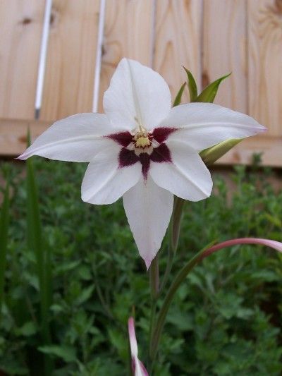 Peacock Orchid Planting Guide: Tips For Growing Peacock Orchids - The elegant peacock orchid features showy summer blooms with nodding, white flowers and a maroon center. Growing peacock orchids is easy, and the information in this article can help. Peacock Orchid, Lily Seeds, Planting Guide, Meteor Garden 2018, Magic Garden, Luxury Garden, Moon Garden, Orchid Care, Beautiful Orchids