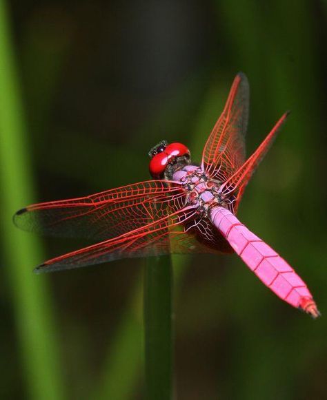 Dragonfly Lovers | Beautiful dragonflies for you 💜💚💜 | Facebook Dragonfly Meaning Spiritual, Dragonfly Flying, Dragonfly Images, Dragonfly Photography, Dragonfly Photos, Tree Drawings Pencil, Dragonfly Tattoo Design, Gossamer Wings, Pink Dragonfly