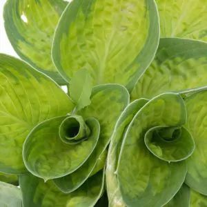 Browse Our Full Shade Perennials Today | NatureHills.com Plantain Lily, Shade Tolerant Plants, Hosta Varieties, Hosta Gardens, Hosta Plants, Shade Perennials, Gold And Green, Shade Plants, Foliage Plants