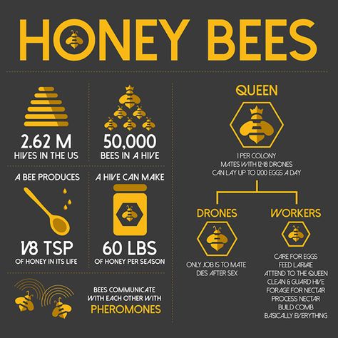 Infographic about bees. Bee Infographic, Honey Bee Facts, Honey Bees Keeping, Backyard Bee, Bee Activities, Bee Friendly Garden, Bee Colony, Backyard Beekeeping, Bee Farm