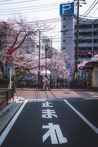 Japan Asethic, Yokohama City, Japan City, Tokyo Aesthetic, Spring In Japan, Japan Spring, Japan Picture, Monte Fuji, Yokohama Japan