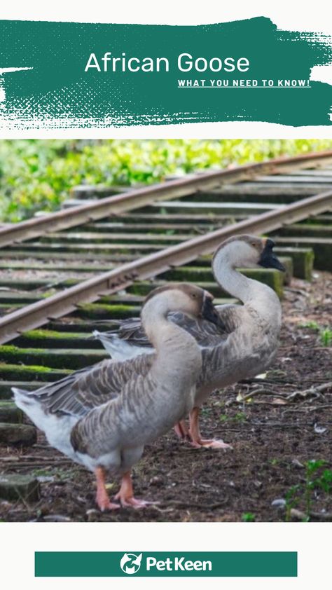 The African Goose, despite its misleading name, originates from the Chinese Goose and the Swan Goose. It is one of the largest of all domestic geese breeds and is usually kept for its meat. It lays far fewer eggs than other domestic breeds, typically only yielding around 30 a year. They are quite docile and peaceful and it is a recognized breed in the UK, France, and the US. Read on for more information on this intriguing bird, including details on breeding and keeping it... #africangoose #pet Goose Breeds, African Geese, African Goose, Keeping Ducks, Geese Breeds, Duck Breeds, Egg Production, Funny Farm, Animal World