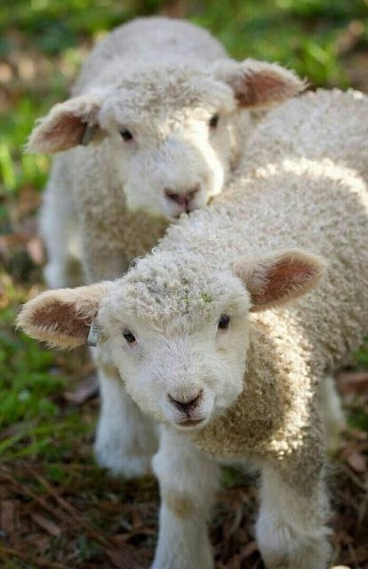 Regnul Animal, Spring Lambs, Cele Mai Drăguțe Animale, Farm Sanctuary, Baby Sheep, Sheep Farm, Cute Sheep, Cute Animal Pictures, Sweet Animals