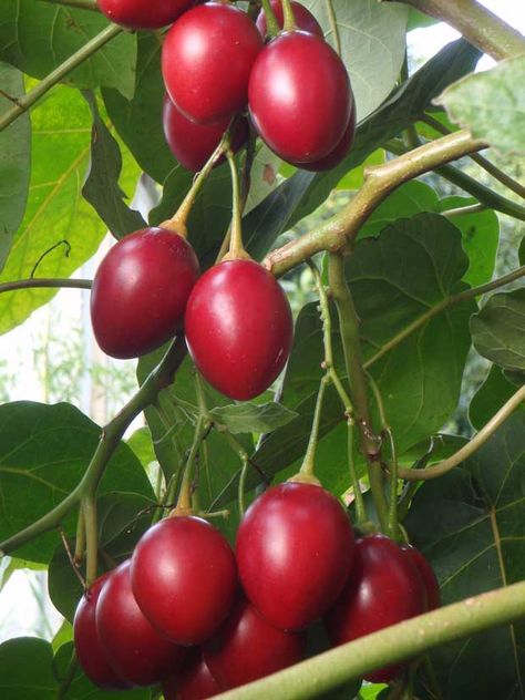 Chico Fruit Tree, Tamarillo Fruit Benefits, Tamarillo Fruit, Tamarillo Tree, Tree Tomato, Small Fruit Trees, Tomato Fruit, Companion Gardening, Pruning Fruit Trees