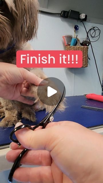 Kristin Davis | Certified Dog Groomer on Instagram: "Let's make it pretty 😍

Done clipping but your dog's legs but they still look a bit uneven? Thats normal! Especially the longer you choose on length of the clip.
Or maybe your pup doesn't let you clip much at all on the legs!?

That's ok, now we are going to finish with your scissors! 

Tools needed? A comb, either straight or curved shears, and some patience with yourself! This takes practice and gets better with time 😀

🐾For the paw, start by combing the hair down to get shape. Scissor around the edge of the paw and slightly round up as you scissor to smooth the edge. Comb and scissor again as many times as needed to get any stray hairs.  You can also brush the hair on top of the toes upwards up and scissor it more if you want the t Dog Hair Crafts, Dog Meds, Grooming Yorkies, Yorkie Hairstyles, Dog Grooming Diy, Goldendoodle Grooming, Yorkie Haircuts, Meds For Dogs, Dog Grooming Tools