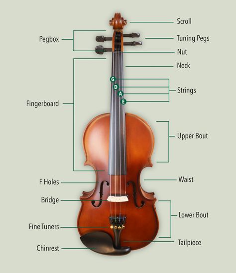 Violin Anatomy, Anatomy Guide, Violin Learning, Violin Rosin, Teaching Orchestra, Violin Sizes, Violin Teaching, Music Activity, Ear Training