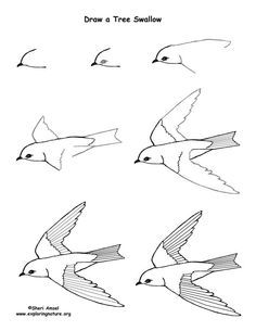 Learn how to draw Swallows / Birds Flying with easy step by step ... Swallow Drawing, Draw A Tree, Draw Birds, Drawing Birds, Tree Swallow, Easy Drawing Steps, Drawing Lessons For Kids, Drawing Guides, Bird Drawing