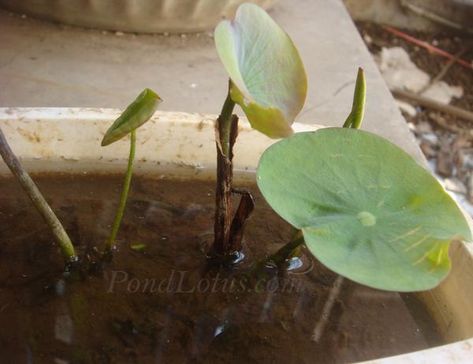 Growing Lotus Indoors, Growing Lotus From Seed, How To Grow Lotus Plant At Home, Grow Lotus From Seed, Lotus Pot Water Garden, Lotus Flower Seed Pod, Vegetative Reproduction, Seed Growing, Grow From Seed