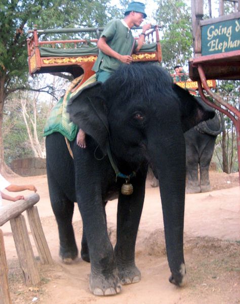 Black Elephant Sri Lanka - FALSE - there are no black elephants, they are coated for ceremony purpose, but they are beautiful just the same! Melanistic Animals, Black Elephant, Black Guy, Albino Animals, Asian Elephant, Elephant Love, Unusual Animals, Rare Animals, Black Animals