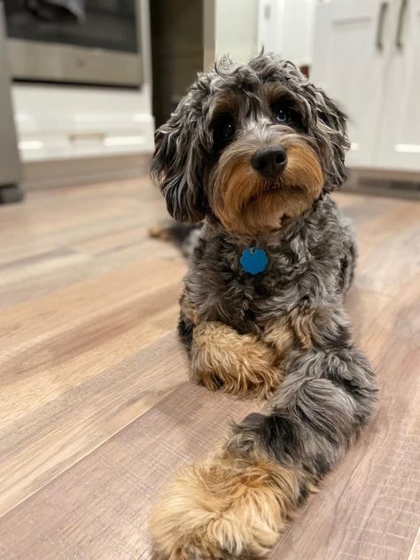 Aussie Doodle Haircut Styles, Aussie Poo, Doodle Haircuts, Aussie Doodle, Lou Dog, Doodle Breeds, St Berdoodle, Gsp Puppies, Labradoodle Dogs