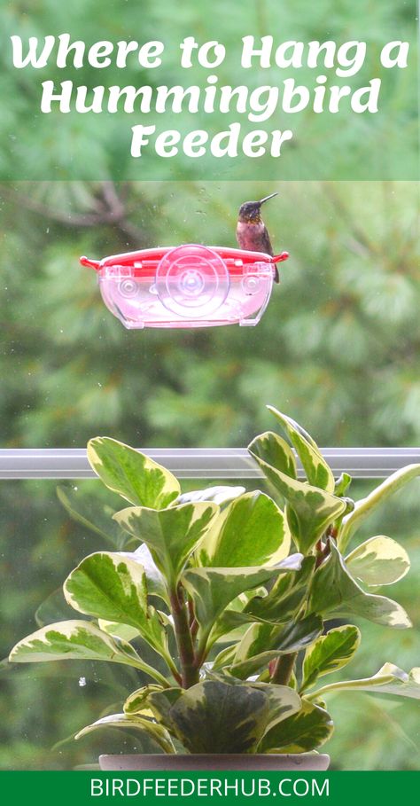 Hummingbird Garden Ideas Backyards, Hummingbird Feeder Placement, Where To Hang Hummingbird Feeder, Hummingbird Feeder Hanging Ideas, Hummingbird Feeder Ideas, Bird Feeders Craft, Hummingbird Feeder Diy, Bird Feeder Ornaments, Tree Bird Feeder