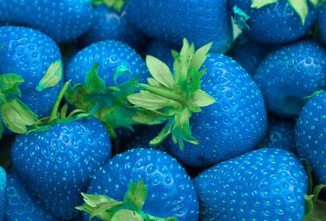 Blue Strawberries Before all the “Photoshopped” calls come out let me confirm that this is indeed a real fruit, but will never be classed as one. Why? Because it has been genetically modified to be blue and the fruit list purists insist that has to have grown and evolved naturally in order to be classed as a official fruit. But you can still buy them and grow them yourself at home, and that to me makes it as real as I need it to be. Blue Strawberries, Strawberry Bush, Strawberry Seeds, Image Bleu, Strawberry Plant, Blue Strawberry, Strawberry Seed, Strawberry Garden, Green Strawberry