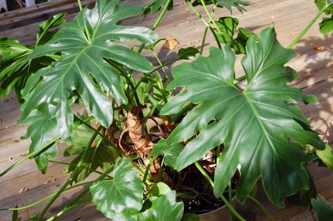 Philodendron Selloum, Green Tips, All Things Green, Eco Living, Plants Indoor, House Plants Indoor, Indoor Plant, Indoor Garden, Plant Lover