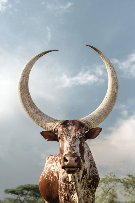 Nguni Cows, Nguni Cattle, Deer Photos, Farm Lifestyle, Cow Horns, Cow Art, Majestic Animals, Wild Nature, Arte Animal